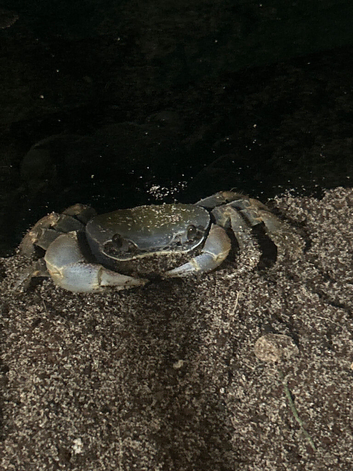 Rainbow land crab