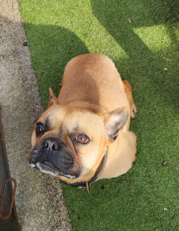 Rocco