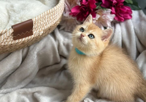 Golden chinchilla bsh kittens