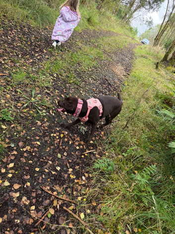 Chocolate Labrador