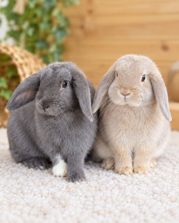 Beautiful mini lop rabbits 1x Blue and 3x grey / white