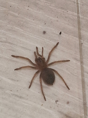 Young Mexican red knee