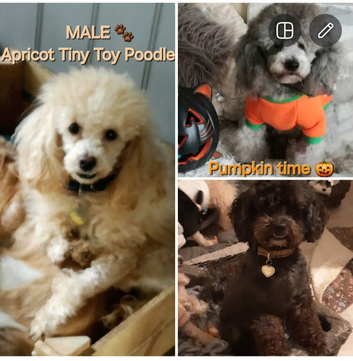 3 BEAUTUFUL HEALTHY, HAPPY MALE FULL PEDIGREE SILVER & APRICOT TOY POODLES & SHIH POO FOR SALE