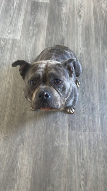 Daisy - Loving 4-Year-Old Female American Pocket Bully Looking for Her Forever Home