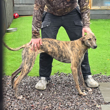 Lurcher