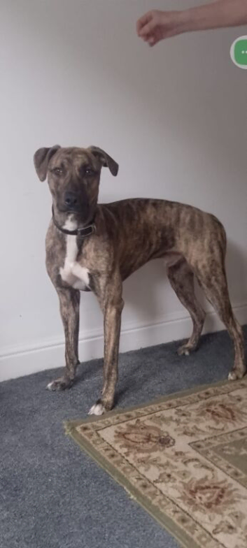Rehome 12 months old