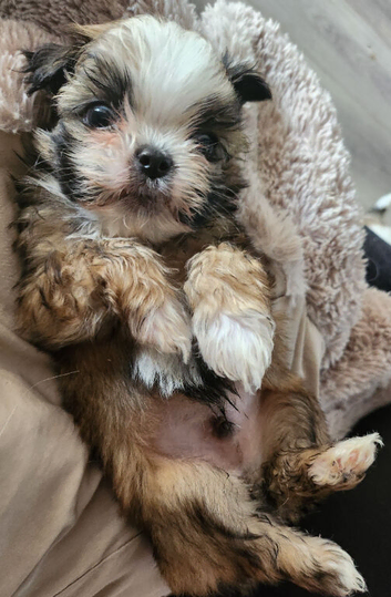 4 adorable puppies