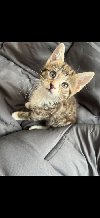 Kittens for sale