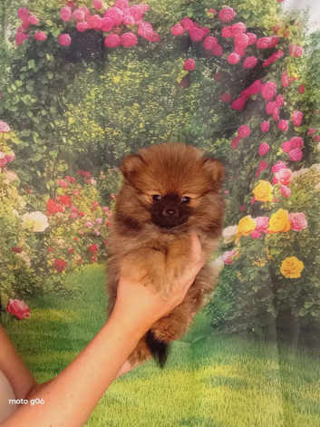 Pretty Pom Puppies READY TO LEAVE