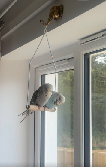 2 budgies brother and sister