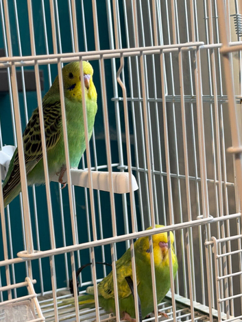 Budgies
