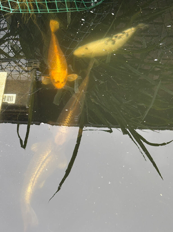 4 large koi carp fish and two small fish