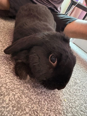 Female lop
