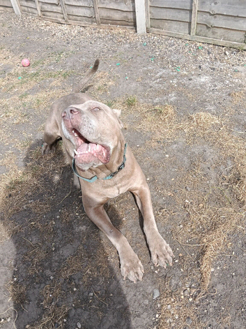 Male mastiff cross
