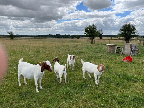 Pedigree Boar Goats
