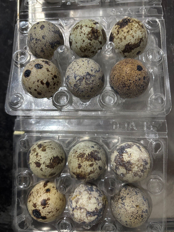Hatching Quail eggs