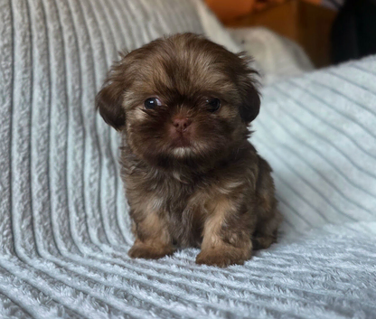 Beautiful Chocolate Shih Tzus