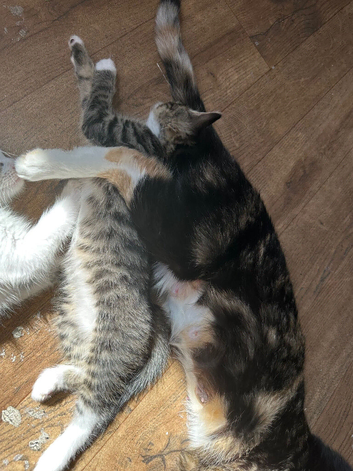 1 male tabby
