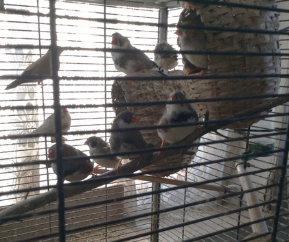 finches have been rehomed 11 Aug 2026