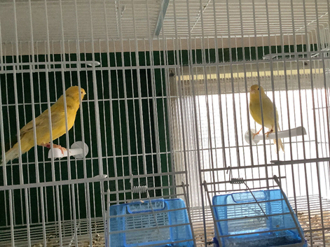 Mixed Canaries For Sale all 2026