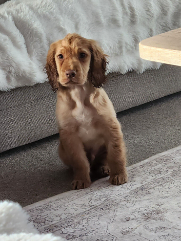 5 month old cocker spaniel