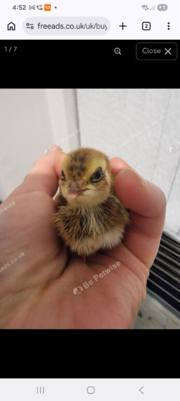 Japanese Corturnix quail (jumbo parents) unsexed. Hatched 24/05/2026