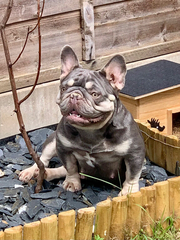 Nova 4 year old Frenchie