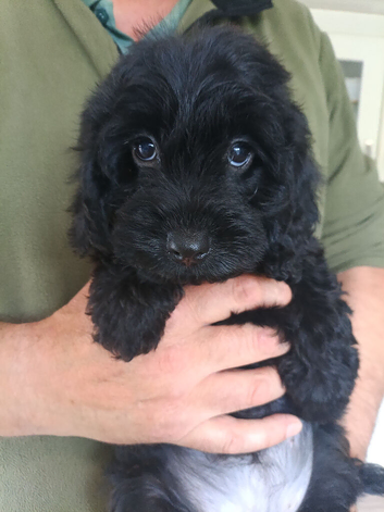 Cockapoo F1 last two weeks girls!!! .