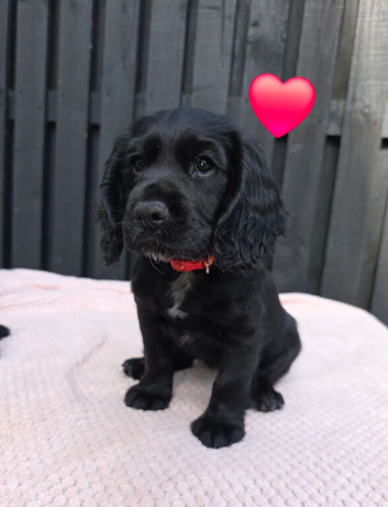 Reduced KC Registered Cocker spaniel pups
