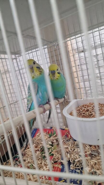 Budgies
