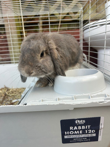 Mini Lop bunny