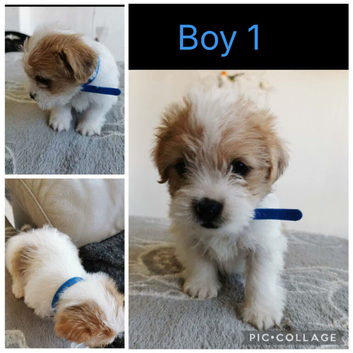 Shih tzu x jorkie pups