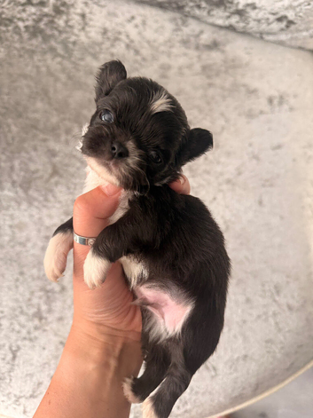 Chihuahua puppies