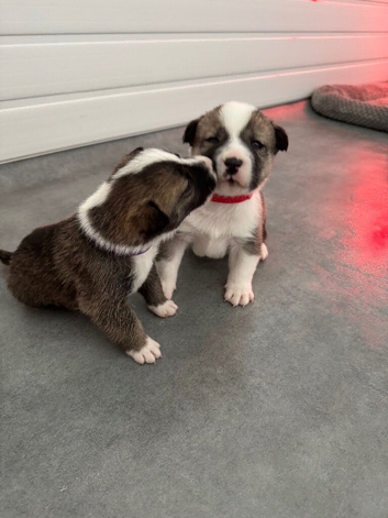 70% Akita x staff 30%