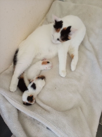 Beautiful newborn kittens ready in several weeks