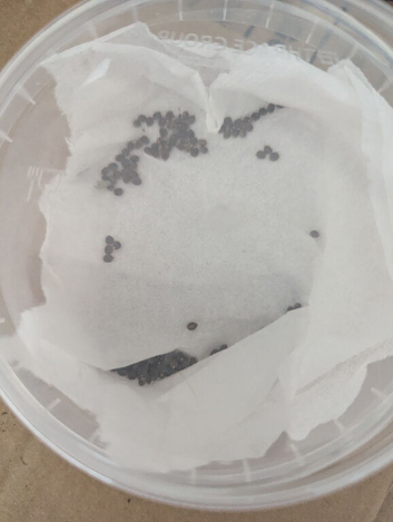Indian stick insect eggs