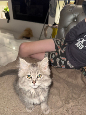 Bsh x bengel