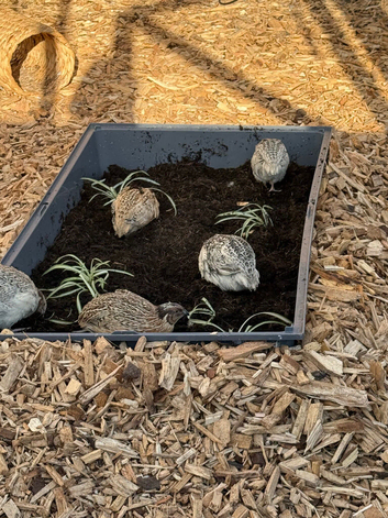 Coturnix quail males