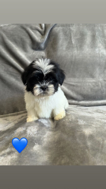Lhasa apso puppies