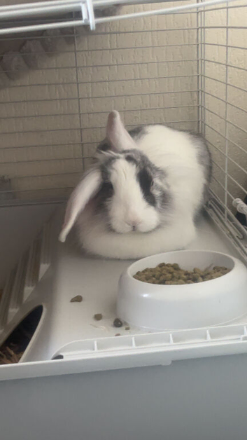 Thumper