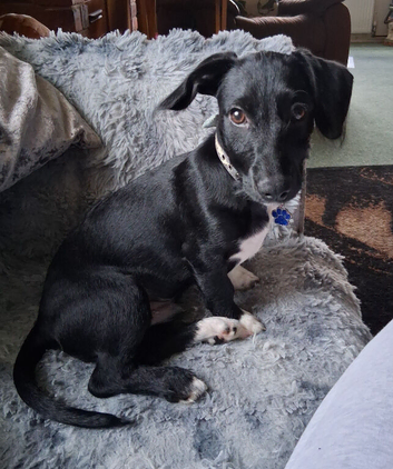 Daushound