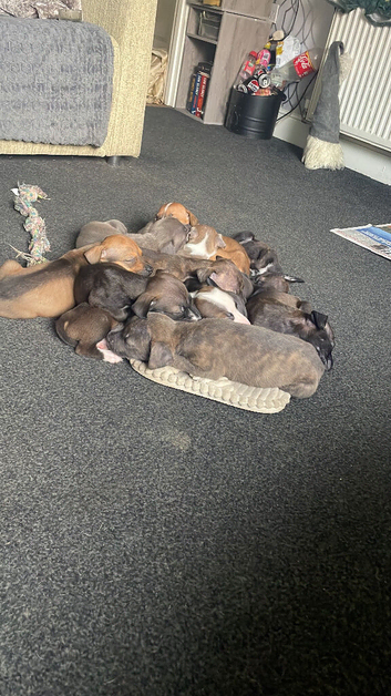6 American X Staffy Puppies For Sale
