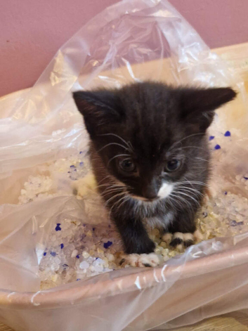 Beautiful cute mixed breed kittens