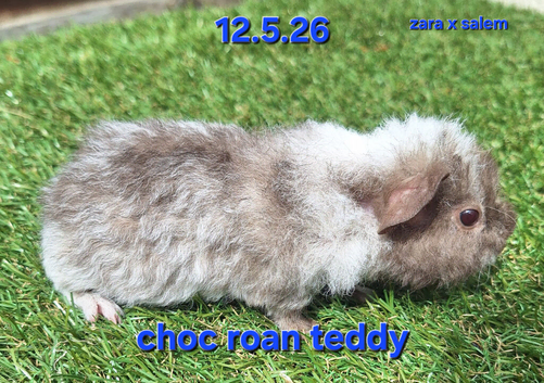 Hairy guinea pig boys