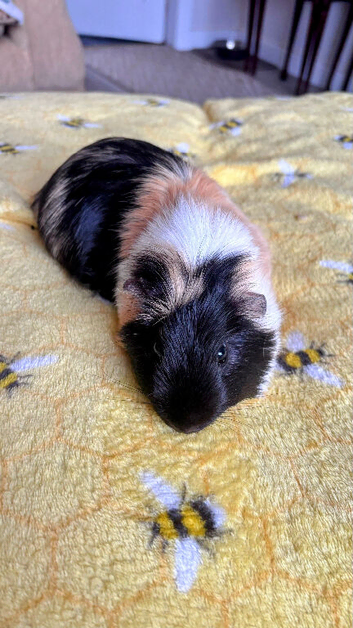 3 Male/Boar Guinea Pigd