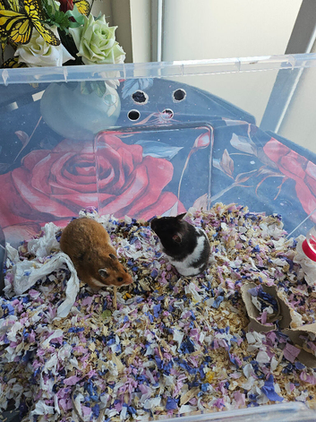 4 Baby Syrian Hamsters(Litter Two) in Billingham