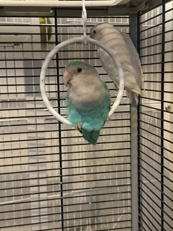 Pair of love birds