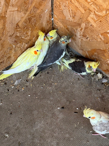 Mixed baby cockatiels for sale