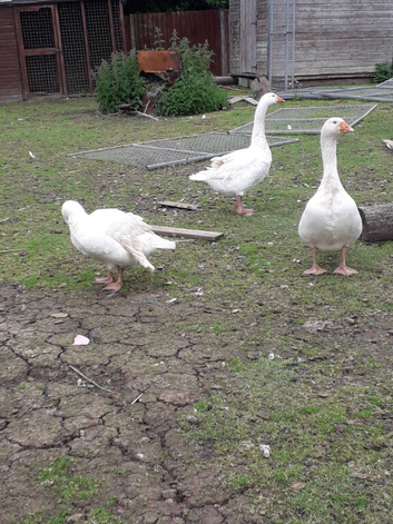 4 ganders 3 in pic last years 1 older not in pic
