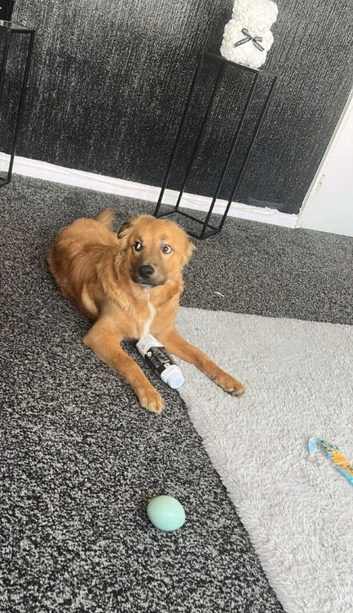 Golden retriever